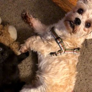 Meet your Posher, Liliana